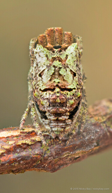 Cyphalonotus selangor•&copy; Nicky Bay•All Rights Reserved♀, Adult, Habitus, Dorsal