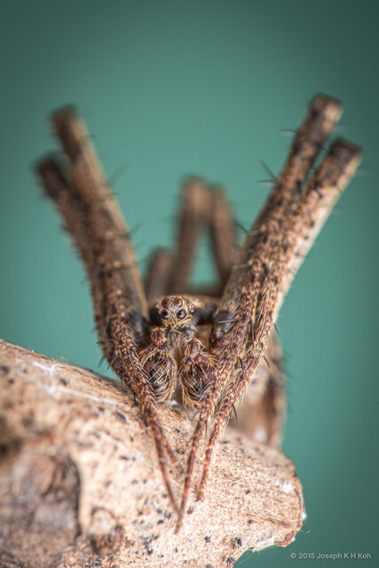 Cyphalonotus sumatranus•&copy; Joseph K H Koh•All Rights Reserved♂, Adult, Habitus, Anterior, Eyes