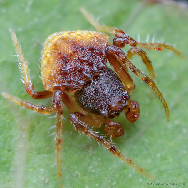 Cyrtarachne inaequalis•&copy; Chris Ang•All Rights Reserved♂, Adult, Habitus, Dorsal