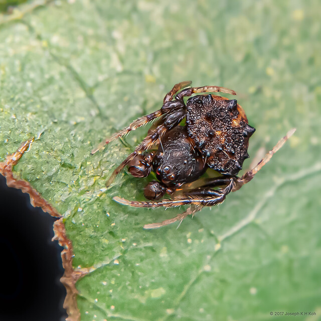 Cyrtarachne nagasakiensis•&copy; Joseph K H Koh•All Rights Reserved♂, Adult, Habitus, Dorsal