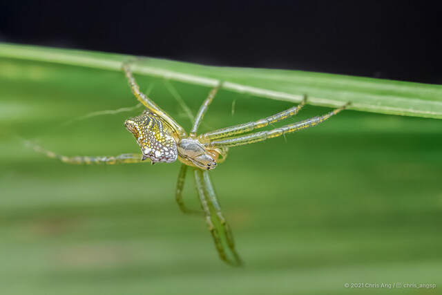 Cyrtophora cicatrosa•&copy; Chris Ang•All Rights Reserved♀, Adult, Habitus, Lateral