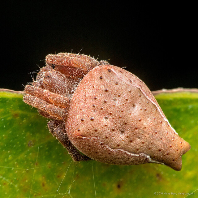 Cyrtophora exanthematica•&copy; Nicky Bay•All Rights Reserved♀, Adult, Habitus, Dorsal