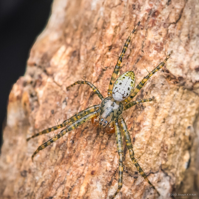 Cyrtophora sextuberculata•&copy; Joseph K H Koh•All Rights Reserved♂, Adult, Habitus, Dorsal
