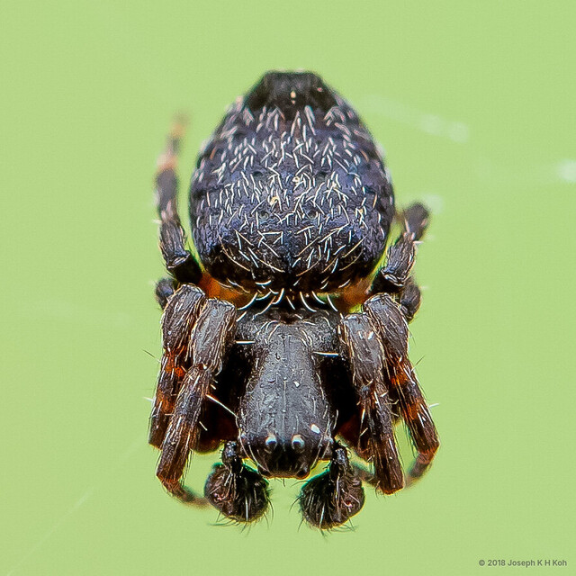 Cyrtophora unicolor•&copy; Joseph K H Koh•All Rights Reserved♀, Adult, Habitus, Dorsal