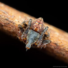 Eriovixia sp. "Periscope"