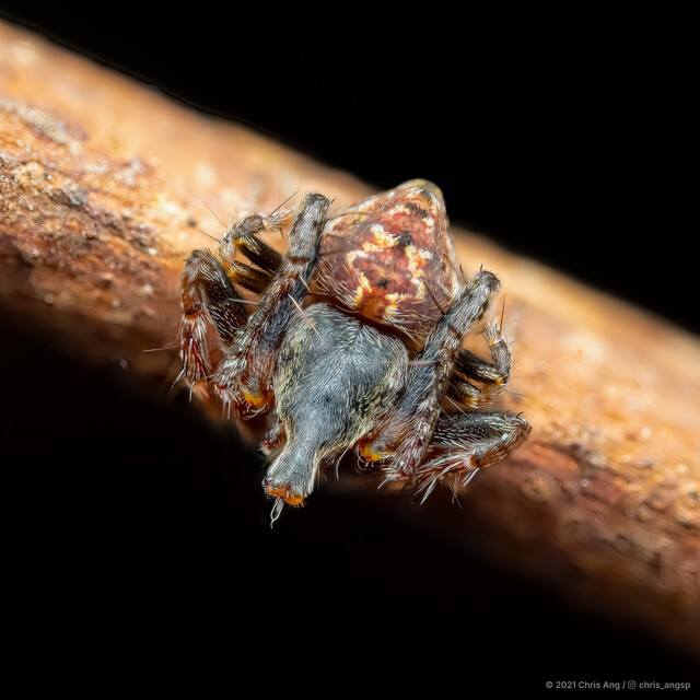 Eriovixia sp. "Periscope"•&copy; Chris Ang•All Rights Reserved♂, Adult, Habitus, Dorsal