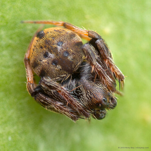 Eriovixia nox•&copy; Nicky Bay•All Rights Reserved♂, Adult, Habitus, Dorsal