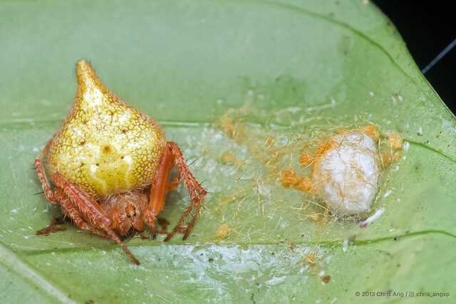 Eriovixia porcula•&copy; Chris Ang•All Rights Reserved♀, Adult, Habitus, Dorsal, Egg(s)/Egg Sac(s)