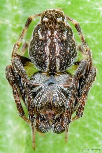 Eriovixia pseudocentrodes•&copy; Janice Ang•All Rights Reserved♂, Adult, Habitus, Dorsal