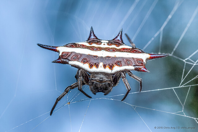 Gasteracantha sp. "Double-banded White"•&copy; Chris Ang•All Rights Reserved♀, Adult, Habitus, Dorsal