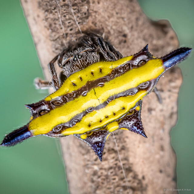 Gasteracantha sp. "Double-barred Yellow"•&copy; Joseph K H Koh•All Rights Reserved♀, Adult, Habitus, Dorsal