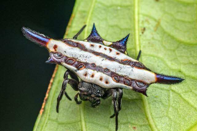 Gasteracantha diadesmia•&copy; Nicky Bay•All Rights Reserved♀, Adult, Habitus, Dorsal