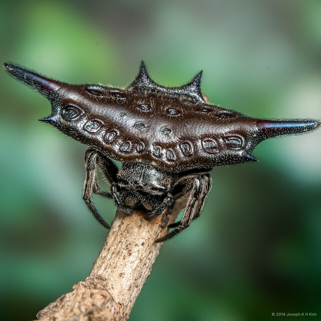 Gasteracantha diardi•&copy; Joseph K H Koh•All Rights Reserved♀, Adult, Habitus, Dorsal
