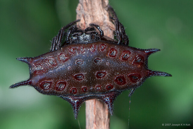 Gasteracantha frontata•&copy; Joseph K H Koh•All Rights Reserved♀, Adult, Habitus, Dorsal