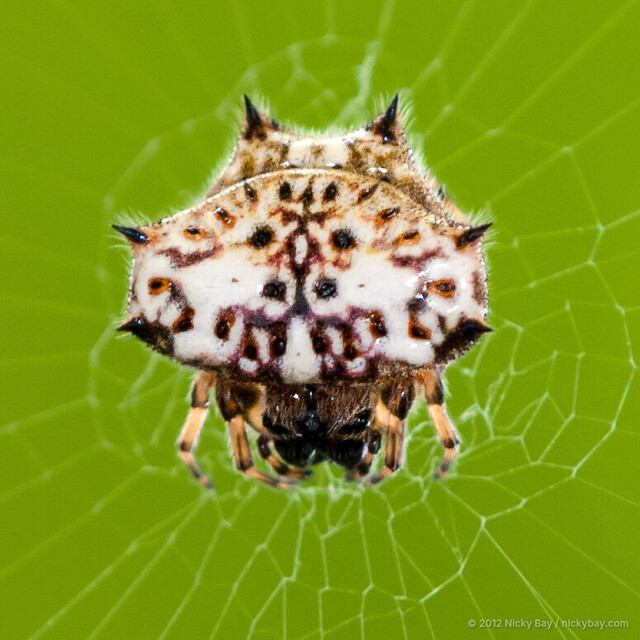 Gasteracantha kuhli•&copy; Nicky Bay•All Rights Reserved♀, Adult, Habitus, Dorsal