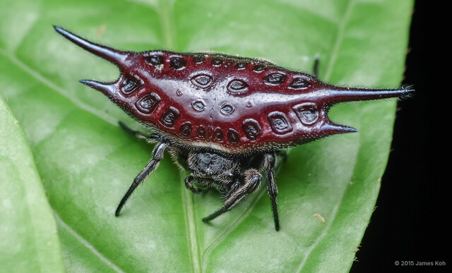 Gasteracantha mengei•&copy; James Koh•All Rights Reserved♀, Adult, Habitus, Dorsal