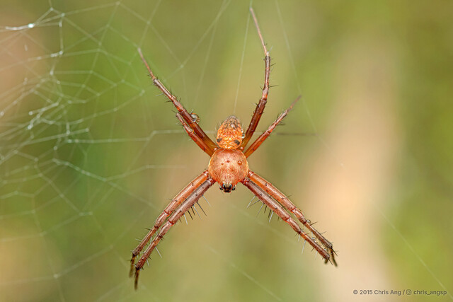 Gea spinipes•&copy; Chris Ang•All Rights Reserved♂, Adult, Habitus, Dorsal