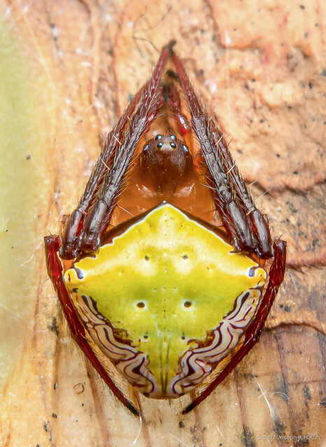 Leviaraneus noegeatus•&copy; Joseph K H Koh•All Rights Reserved♀, Adult, Habitus, Dorsal