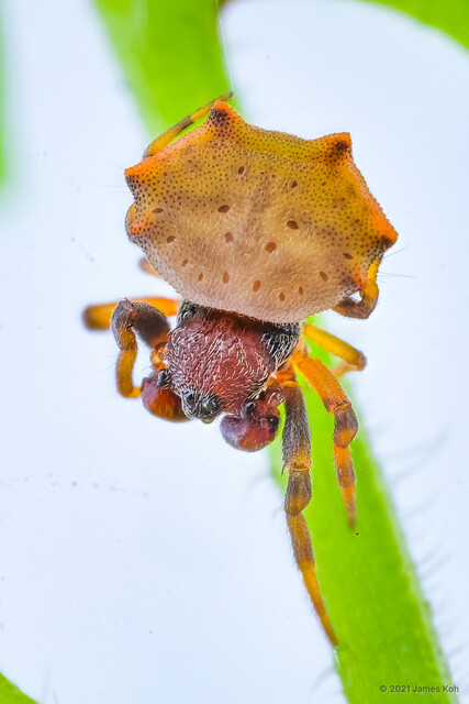 Macracantha arcuata•&copy; James Koh•All Rights Reserved♂, Adult, Habitus, Dorsal