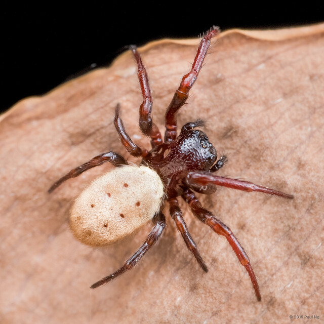 Milonia obtusa•&copy; Paul Ng•All Rights Reserved♀, Adult, Habitus, Dorsal