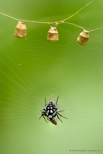 Neogea nocticolor•&copy; Nicky Bay•All Rights Reserved♀, Adult, Habitus, Dorsal, Predation, Egg(s)/Egg Sac(s)
