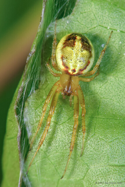 Neoscona inusta•&copy; Tan Chuan Yean•All Rights Reserved♂, Adult, Habitus, Dorsal