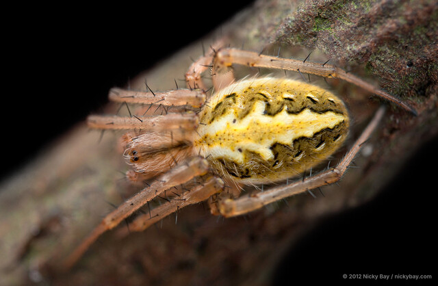 Neoscona theisi•&copy; Nicky Bay•All Rights Reserved♀, Adult, Habitus, Dorsal