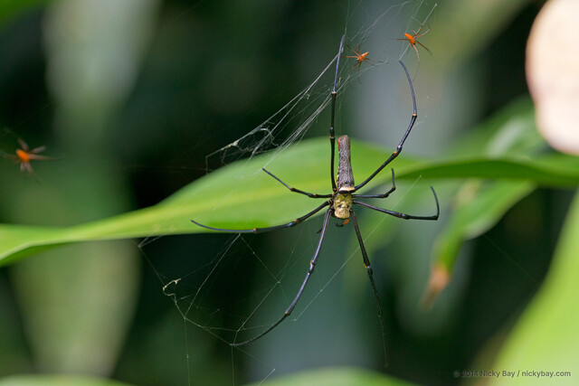 Nephila pilipes•&copy; Nicky Bay•All Rights Reserved♂, Adult, Habitus, Dorsal, Multiple