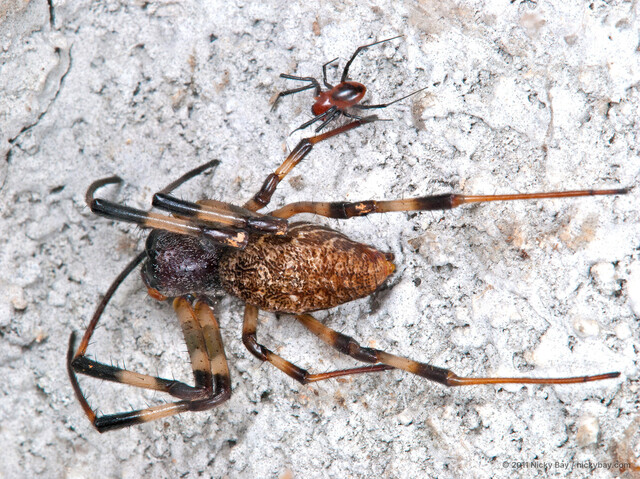 Nephilengys malabarensis•&copy; Nicky Bay•All Rights Reserved♂, Adult, Habitus, Dorsal, Multiple