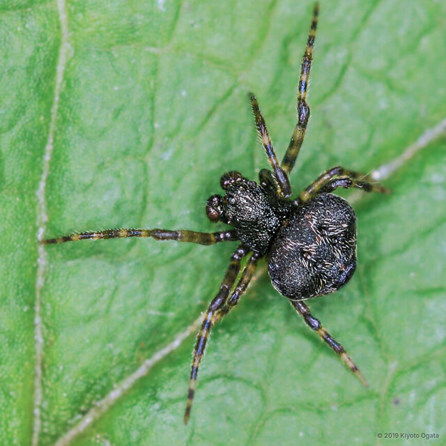 Ordgarius hobsoni•&copy; Kiyoto Ogata•All Rights Reserved♂, Adult, Habitus, Dorsal