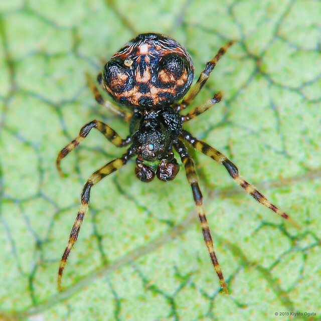 Ordgarius sexspinosus•&copy; Kiyoto Ogata•All Rights Reserved♂, Adult, Habitus, Dorsal