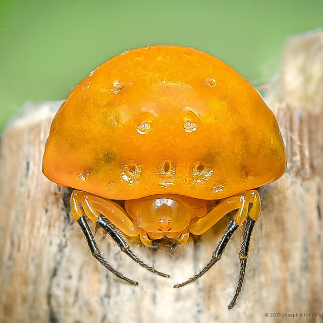 Paraplectana sp. "Black Socks"•&copy; Joseph K H Koh•All Rights Reserved♀, Adult, Habitus, Anterior
