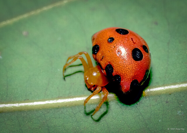 Paraplectana sp. "Spotted Ladybird"•&copy; Paul Ng•All Rights Reserved♀, Adult, Habitus, Dorsal