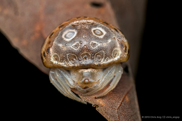 Paraplectana sp. "White-eyed"•&copy; Chris Ang•All Rights Reserved♀, Adult, Habitus, Dorsal