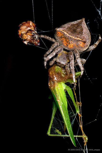 Parawixia dehaani•&copy; Chris Ang•All Rights Reserved♀, Adult, Habitus, Dorsal, Predation