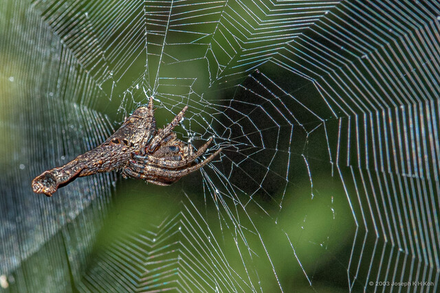 Poltys elevatus•&copy; Joseph K H Koh•All Rights Reserved♀, Adult, Habitus, Lateral, Web