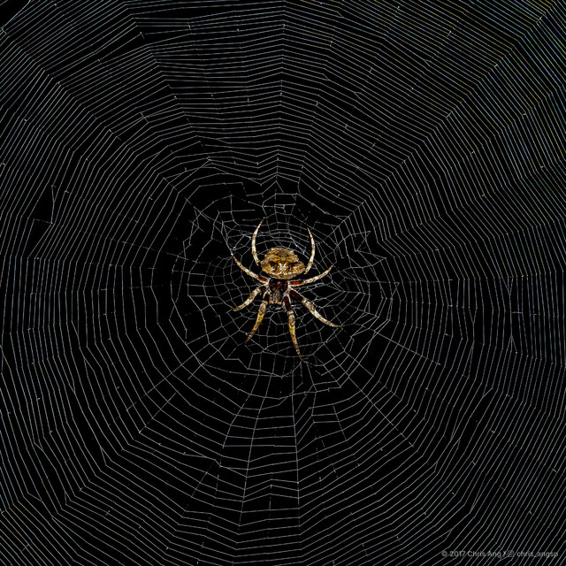 Poltys illepidus•&copy; Chris Ang•All Rights Reserved♀, Adult, Habitus, Dorsal, Web