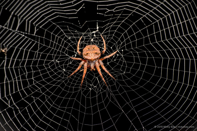 Poltys stygius•&copy; Nicky Bay•All Rights Reserved♀, Adult, Habitus, Dorsal, Web