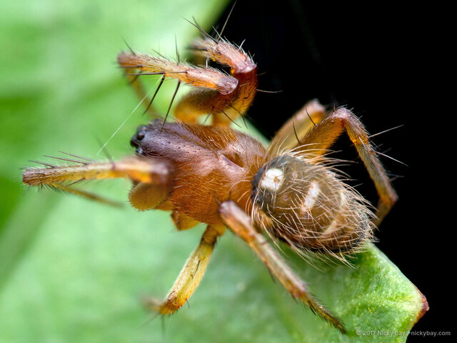 Songaraneus perpolitus•&copy; Nicky Bay•All Rights Reserved♂, Adult, Habitus, Dorsal