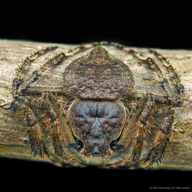 Talthybia depressa•&copy; Chris Ang•All Rights Reserved♂, Adult, Habitus, Dorsal