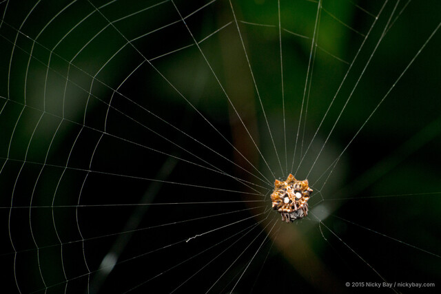 Thelacantha brevispina•&copy; Nicky Bay•All Rights Reserved♀, Adult, Habitus, Dorsal, Web