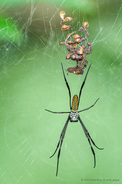 Trichonephila antipodiana•&copy; Chris Ang•All Rights Reserved♀, Adult, Habitus, Dorsal, Web
