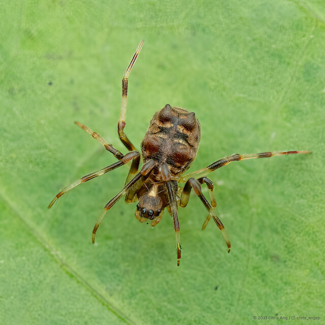 Zhuaraneus daoxiang•&copy; Chris Ang•All Rights Reserved♀, Adult, Habitus, Dorsal