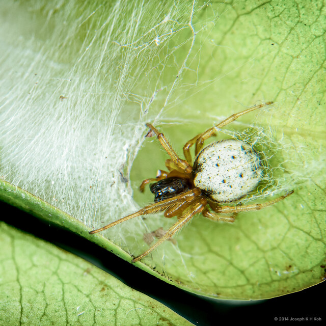 "Zygiella" calyptrata•&copy; Joseph K H Koh•All Rights Reserved♀, Adult, Habitus, Dorsal