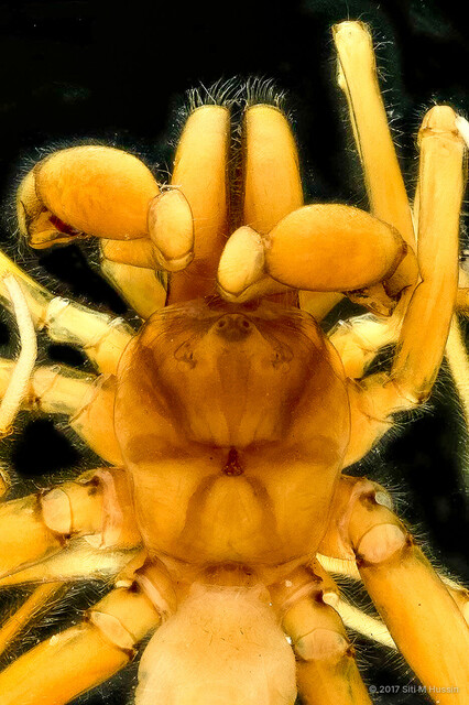 Calommata sundaica•&copy; Siti M Hussin•All Rights Reserved♂, Adult, Habitus, Dorsal