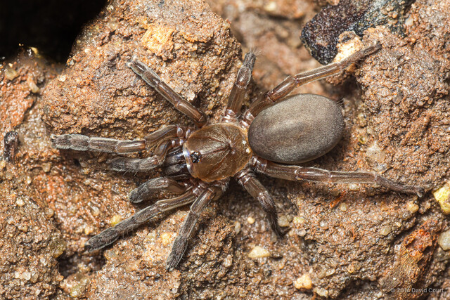 Idioctis littoralis•&copy; David Court•All Rights Reserved♀, Adult, Habitus, Dorsal
