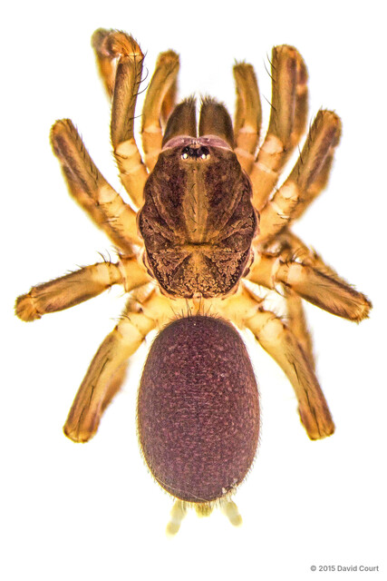Monodontium bukittimah•&copy; David Court•All Rights Reserved♀, Adult, Habitus, Dorsal