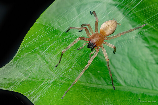 Cheiracanthium approximatum•&copy; David Court•All Rights Reserved♀, Adult, Habitus, Dorsal