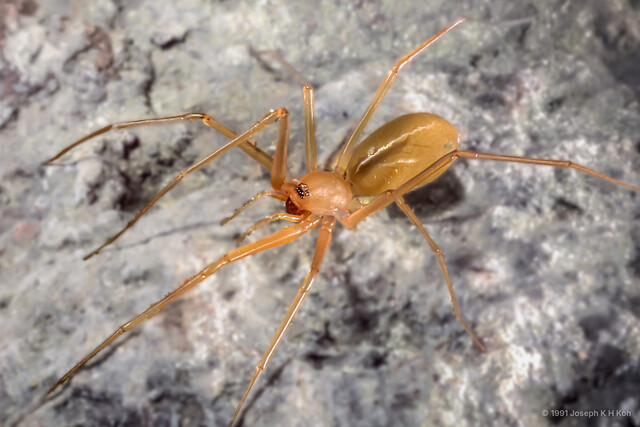 Cithaeron praedonius•&copy; Joseph K H Koh•All Rights Reserved♀, Adult, Habitus, Dorsal