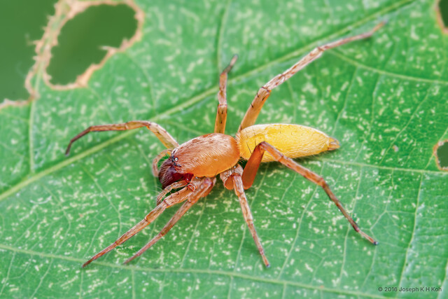 Clubiona sp. "Narrow-headed"•&copy; Joseph K H Koh•All Rights Reserved♀, Adult, Habitus, Dorsal